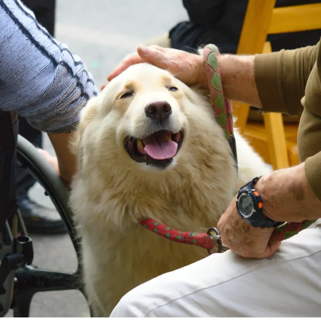 Service Dog