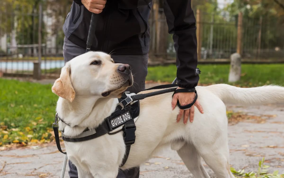 How Does a Person Qualify for a Service Dog?