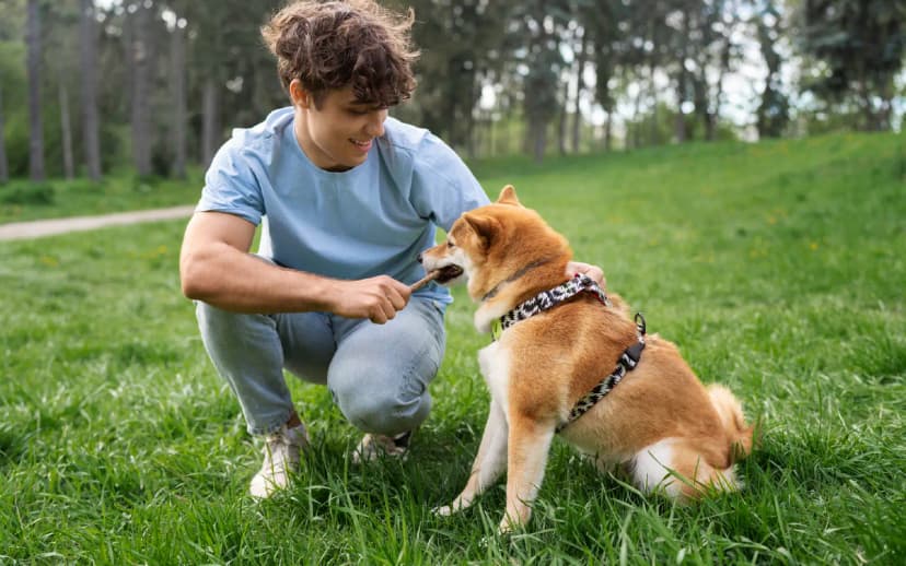 After Neutering Dog Behavior: What to Expect and How to Manage It