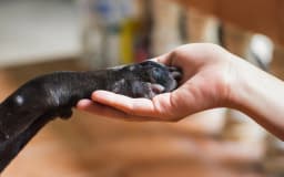 How to Get a Therapy Dog