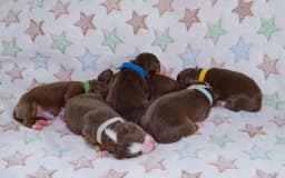The Ultimate Guide to Newborn Puppy Care