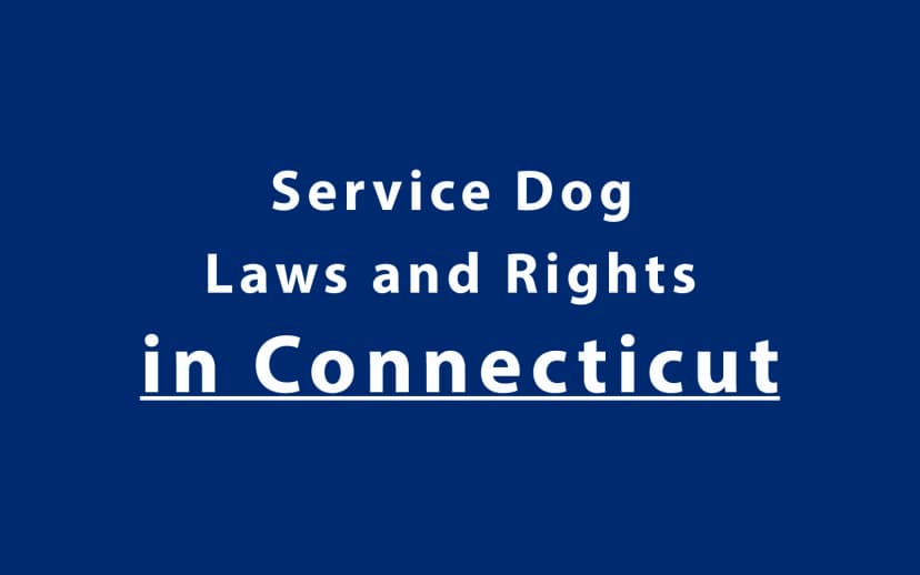 Service Dog Laws and Rights in Connecticut
